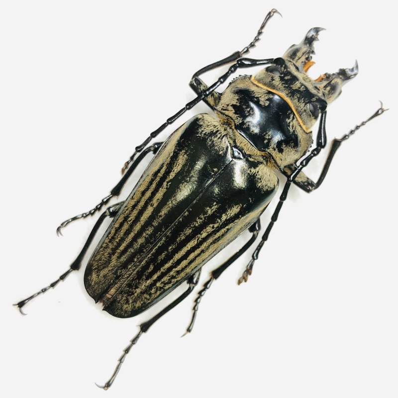Trictenotomidae Autocrates oberthueri 60mm A1- from Yuxi Yunnan No.6745