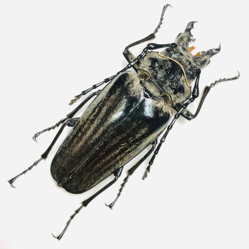 Trictenotomidae Autocrates oberthueri 56mm A1 from Yuxi Yunnan No.6741