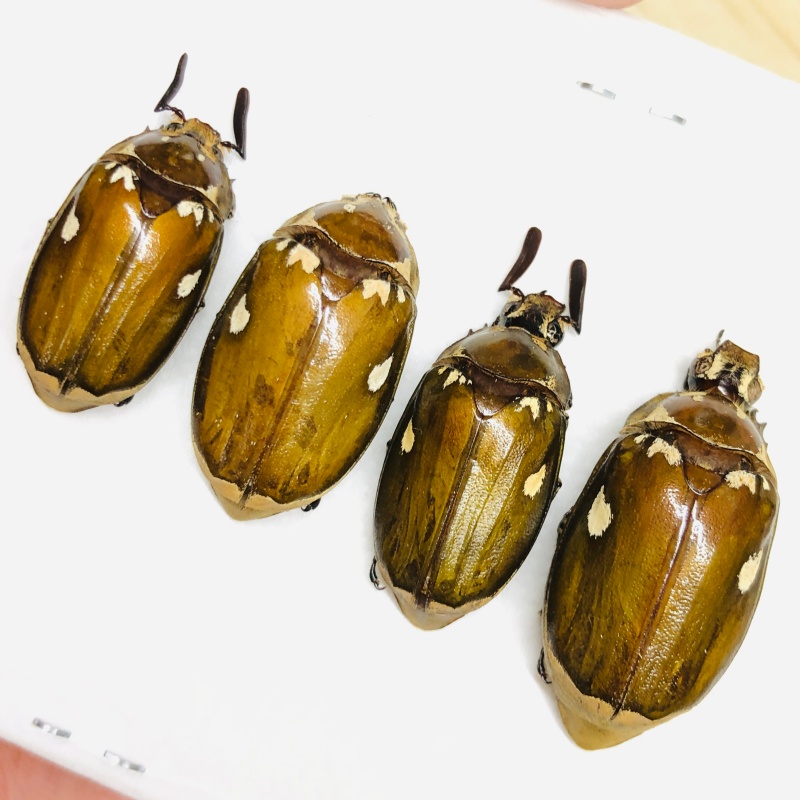 Melolonthidae Melolontha maculata 2pairs A1 from Yingjiang Yunnan No.6739