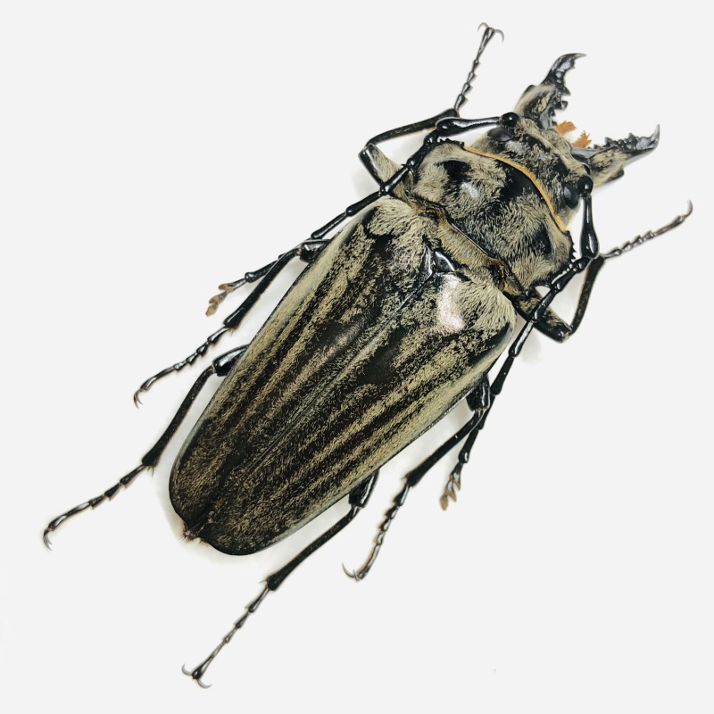 Trictenotomidae Autocrates oberthueri 58mm A1 from Yuxi Yunnan No.6746