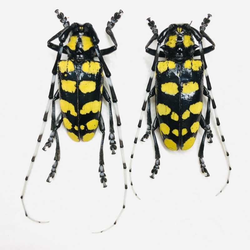 Cerambycidae Anoplophora ankangensis 32mm34mm from Zhenzhou Henan No.6763
