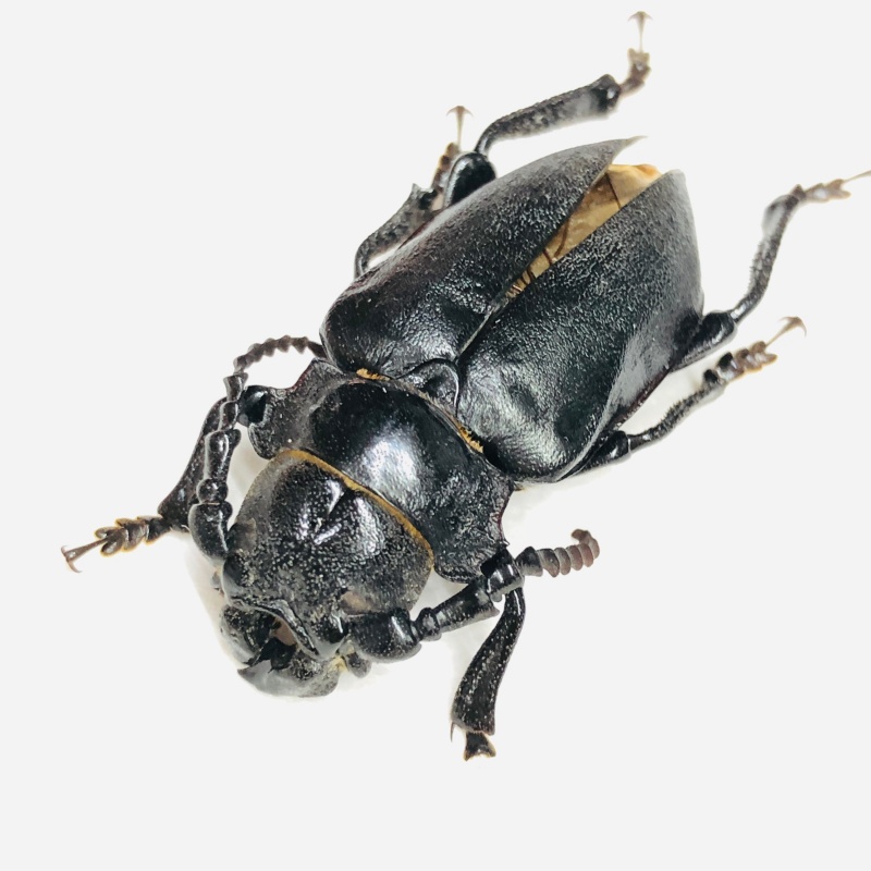 Cerambycidae Prioninae sp 38mm A2 from Zhaotong Yunnan No.6750 EX-RARE only one