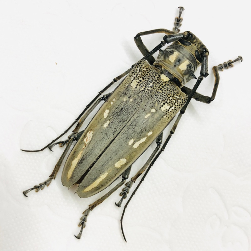 Cerambycidae Batocera lineolata 54mm A1 from Disneyland Shanghai No.6748