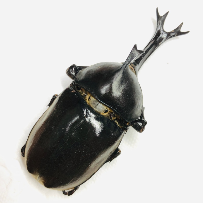 Dynastidae Allomyrina dichotomus 71mm A1 from Ningde Fujian No.6747