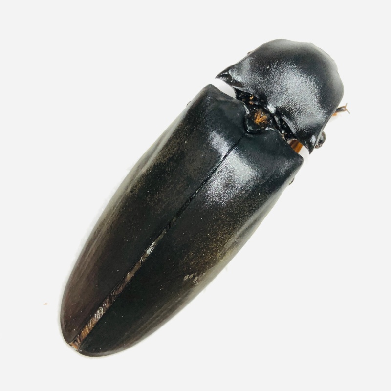Elateridae Tetralobus perroti 61mm A1 from Ningde Fujian No.6749