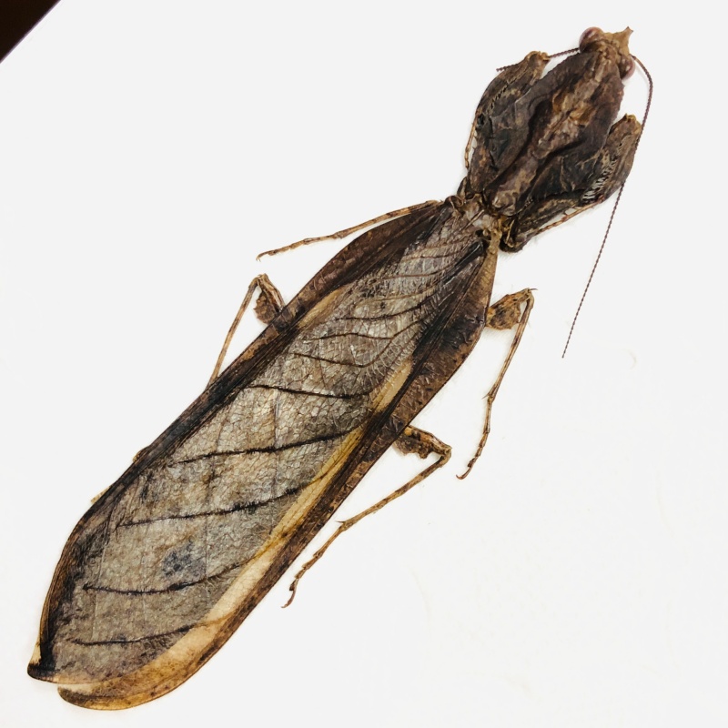 Mantidae 74mm A2 from Yingjiang Yunnan No.6754