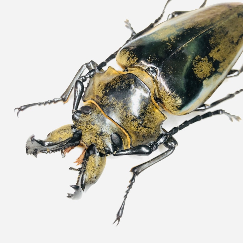 Trictenotomidae Autocrates vitalisi 82mm A1- from Yuxi Yunnan No.6800
