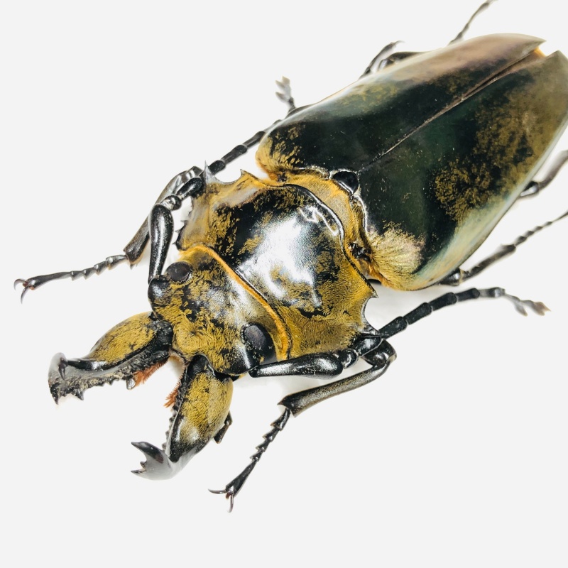 Trictenotomidae Autocrates vitalisi 82mm A1 from Yuxi Yunnan No.6798