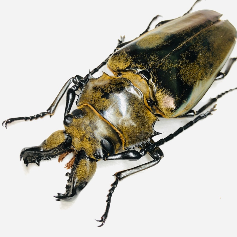 Trictenotomidae Autocrates vitalisi 76mm A1 from Yuxi Yunnan No.6802