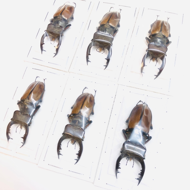 wholesale Lucanidae Lucanus delavayi 45mm+ 6pcs A1 from Liangshan Sichuan