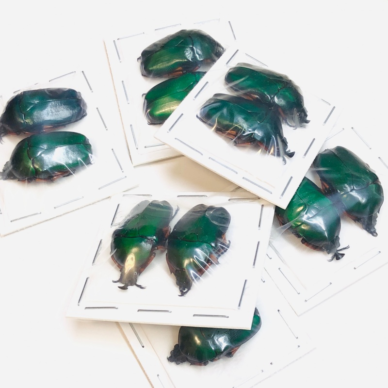 wholesale Cetoniidae Trigonophorus nepalensis A1 5pairs for one set from Yingjiang Yunnan