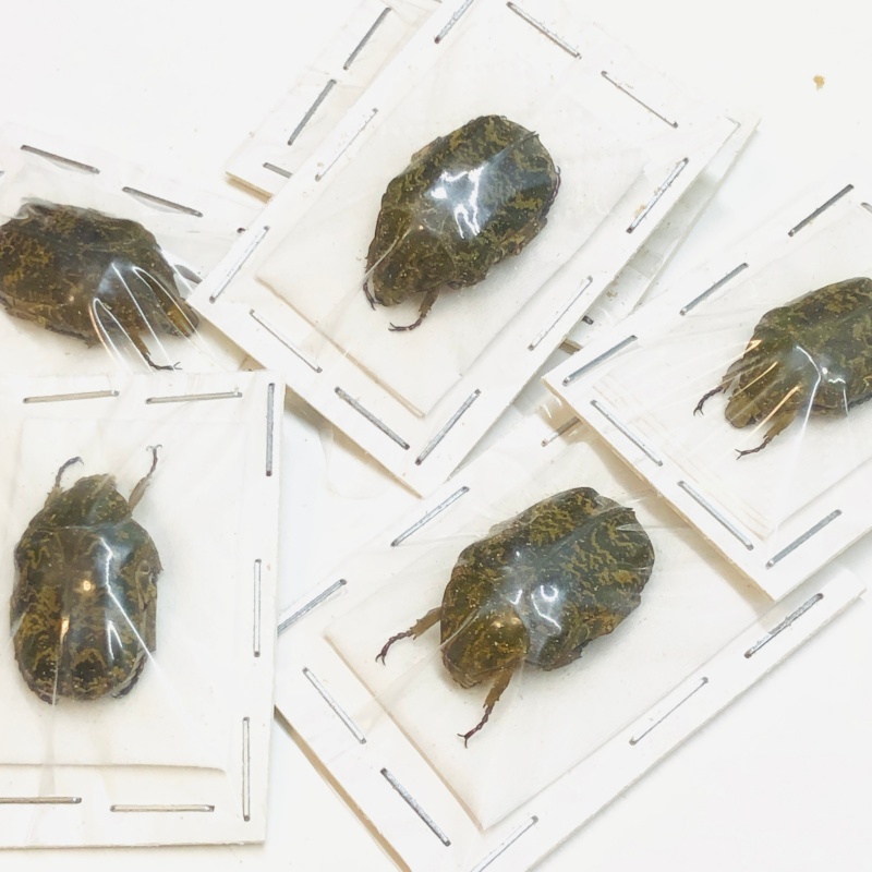 wholesale Cetoniidae Protaetia(Tomentoprotaetia) bokonjici A1 5pcs for one set from Diqing Yunnan
