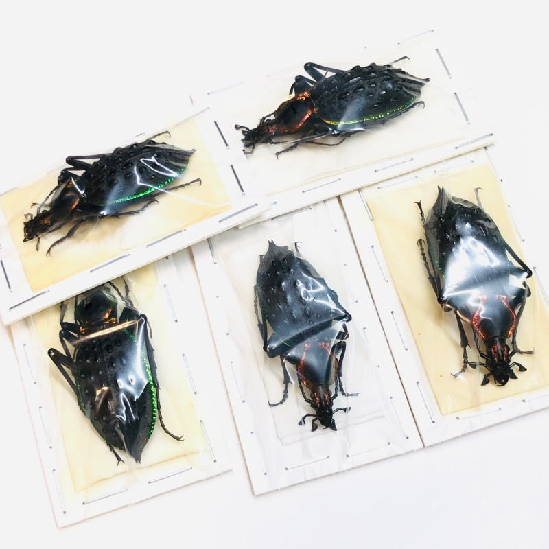 wholesale Carabus (Coptolabrus) ignimitella A1 5pcs for one set  from Chenzhou Hunan 