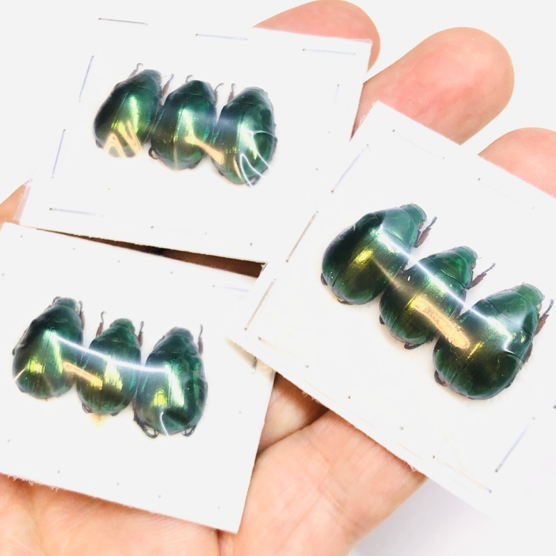 wholesale Rutelidae sp 9pcs A1 from Yingjiang Yunnan