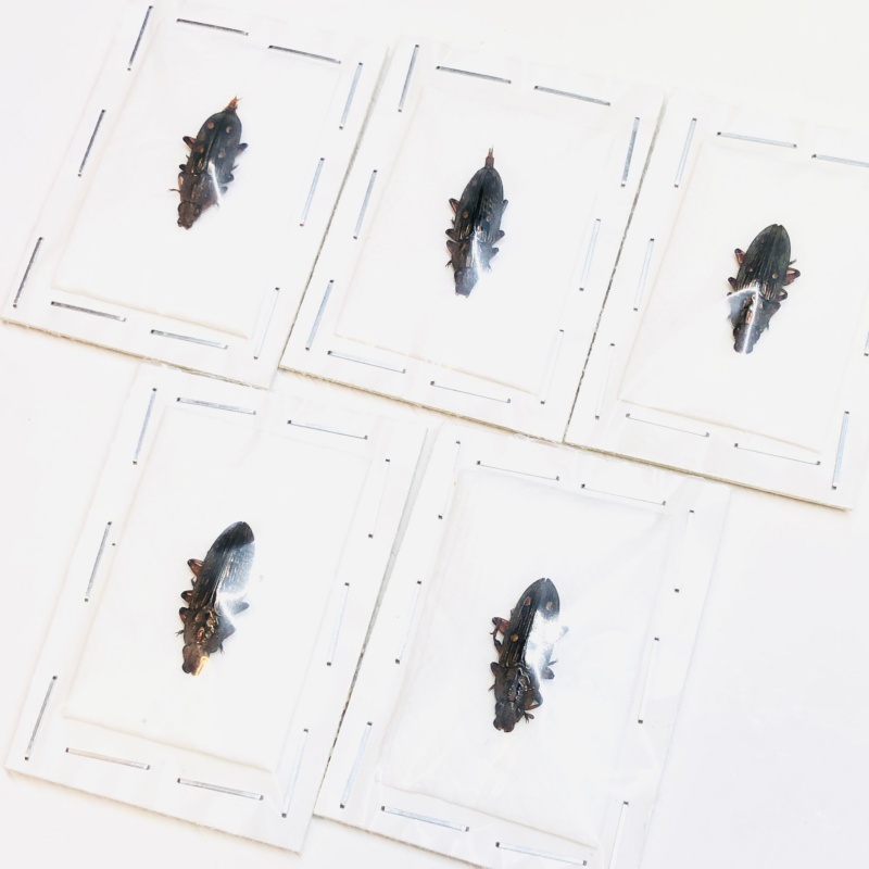 wholesale Helotidae sp 5pcs A1 from Jinxiu Guangxi