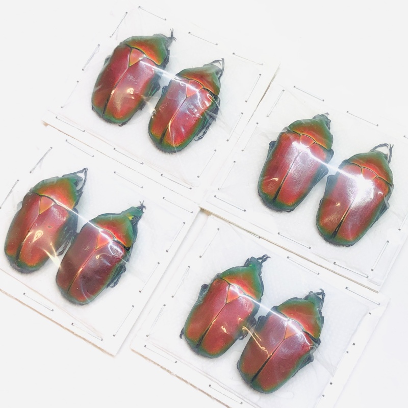 wholesale Cetoniidae Torynorrhina flammea 4pairs for one set A1 from Yingjiang Yunnan 