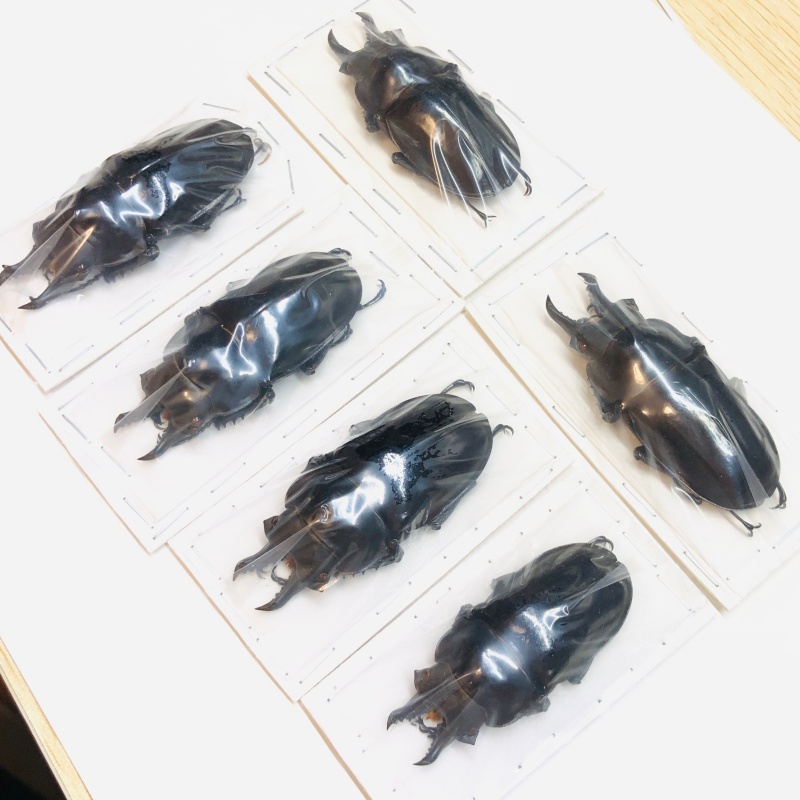 Special offer Lucanidae Neolucanus yunnanensis 6pcs from Yingjiang Yunnan