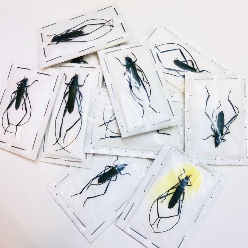 wholesale Cerambycidae Chloridolum sp 10pcs for one set A1 from Baise Guangxi