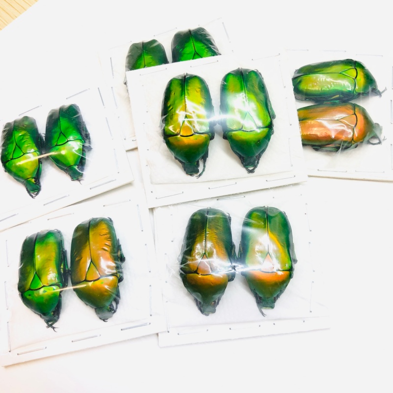 Special offer Cetoniidae Rhomborrhina mellyi 6pairs A1 from Yuxi Yunnan