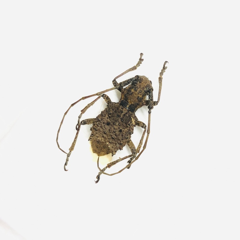 Cerambycidae sp A1 from Shizhu Chongqing No.6851