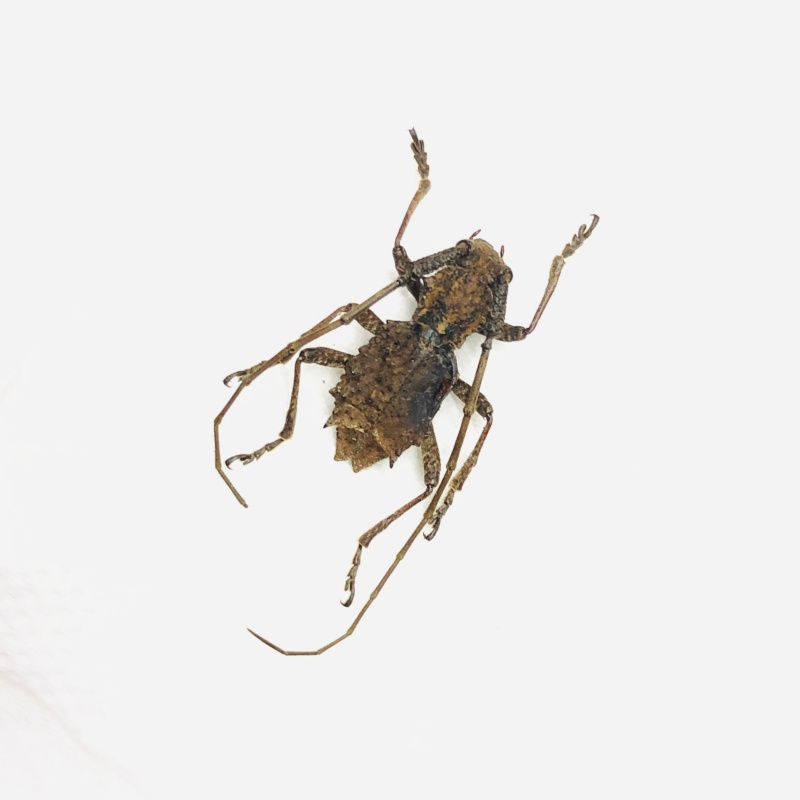 Cerambycidae sp A- from Shizhu Chongqing No.6850