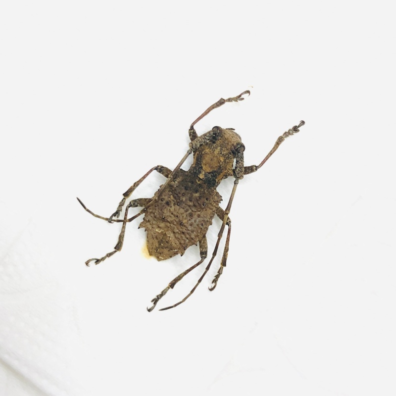 Cerambycidae sp A1 from Shizhu Chongqing No.6852