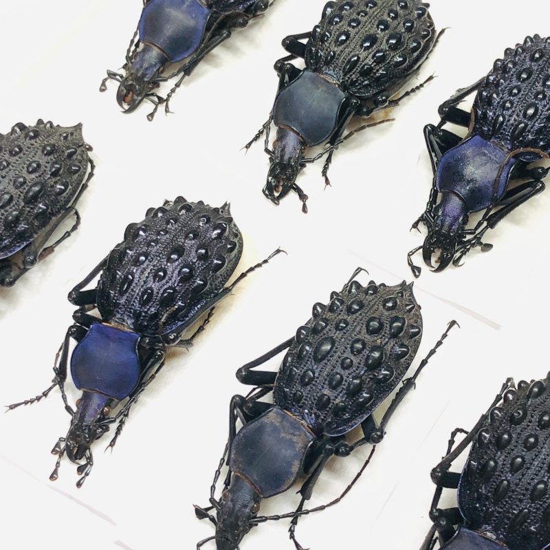 wholesale Carabidae Carabus (Coptolabrus) pustulifer ssp 5pcs for one set A1 from Rongshui Guangxi