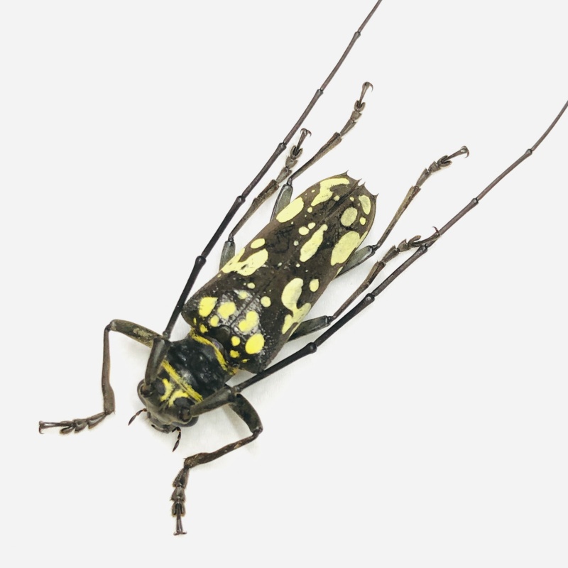 Cerambycidae sp A1 from Yingjiang Yunnan No.6939 RARE