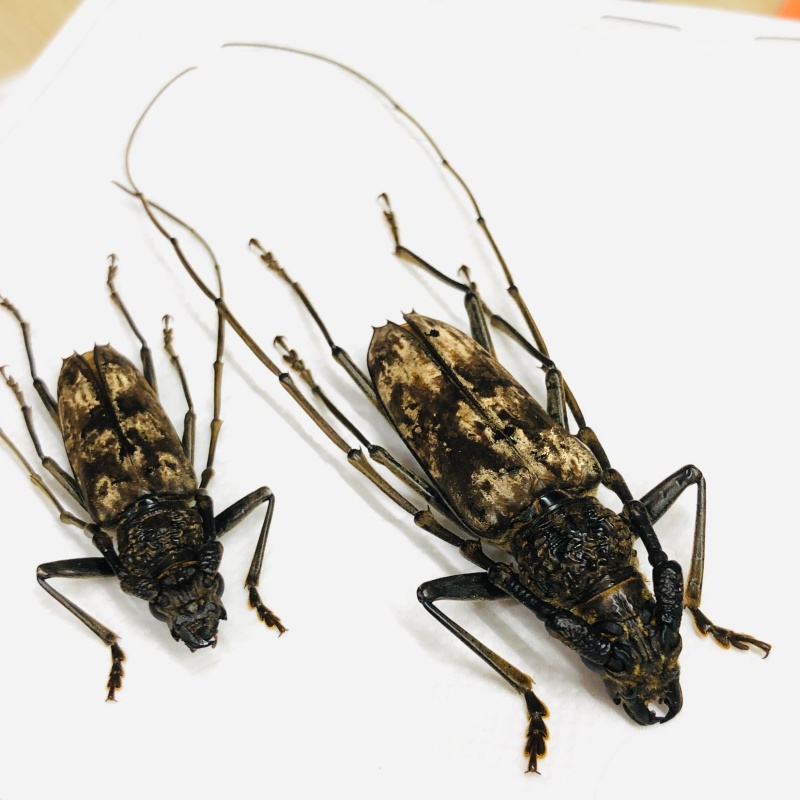 Cerambycidae Trirachys orientalis 43mm34mm from Disneyland Shanghai No.6956