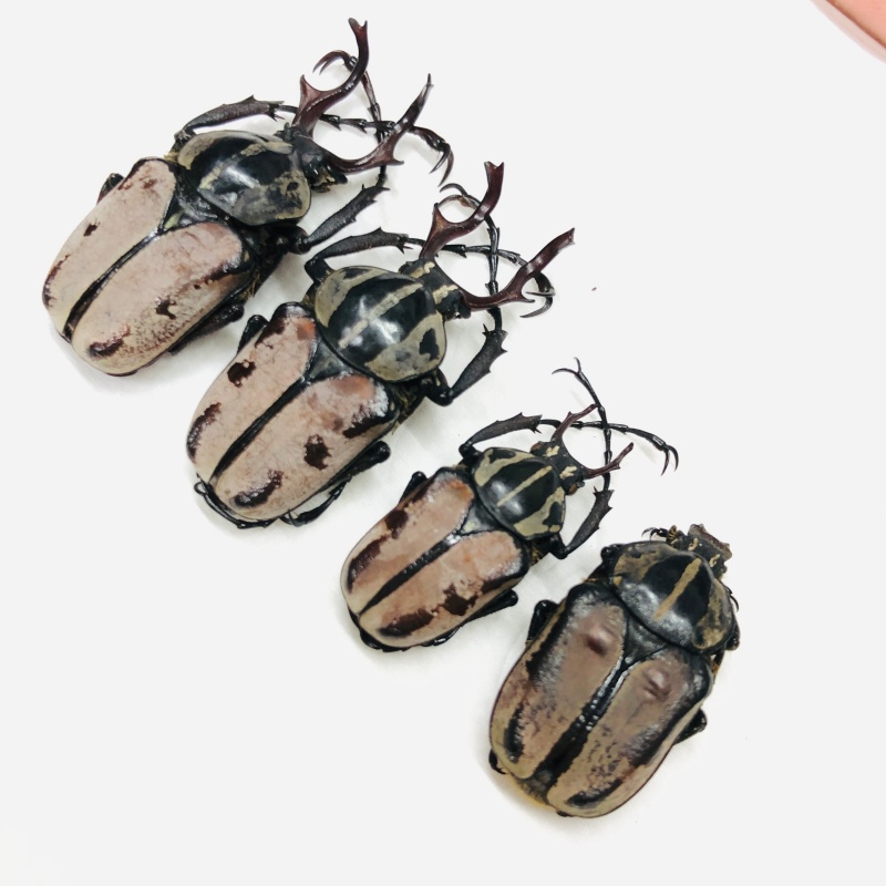 Cetoniidae Dicranocephalus dabryi 1 set A1 from Chengde Hubei No.7123 EX-RARE type only this 4pcs