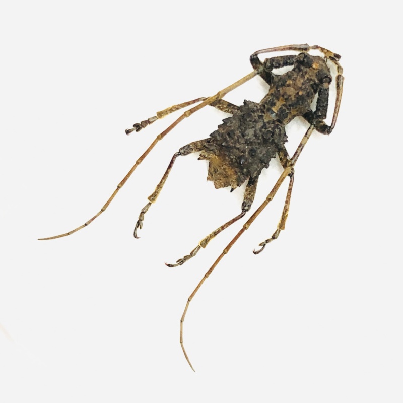 Cerambycidae sp A1 from Zhangjiajie Hunan No.7106
