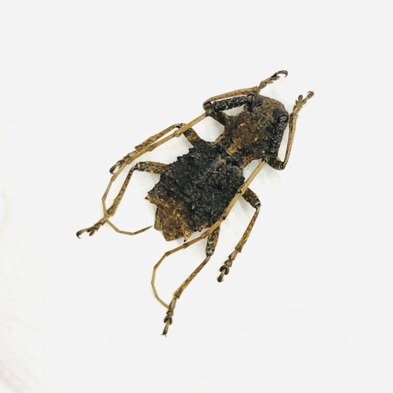 Cerambycidae sp A1 from Zhangjiajie Hunan No.7105