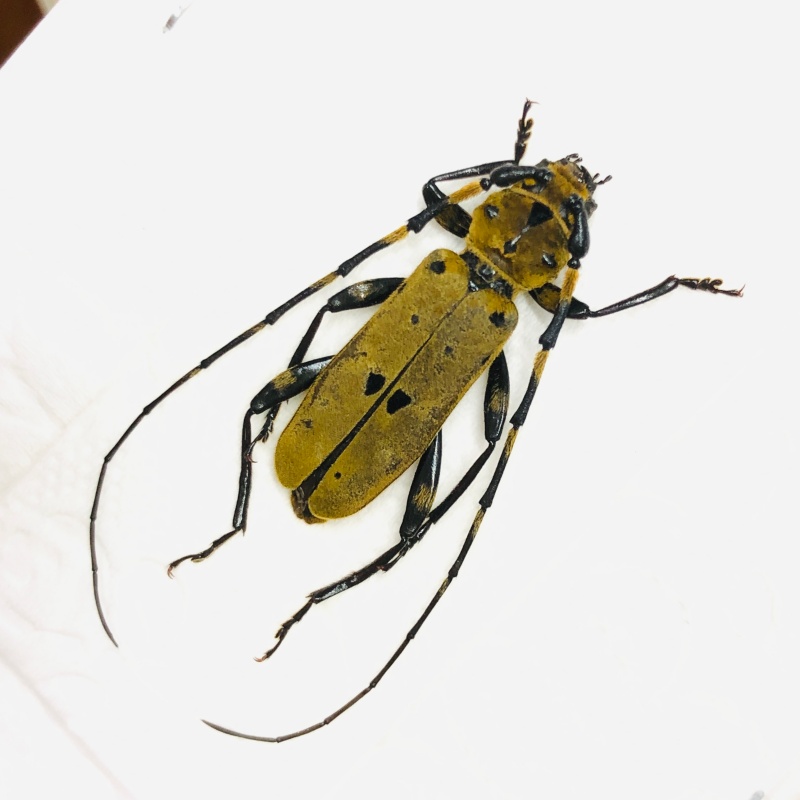 Cerambycidae Eurybatus (Eurybatodes) bouvieri 26mm A1 from Diqing Yunnan No.7110 EX-RARE