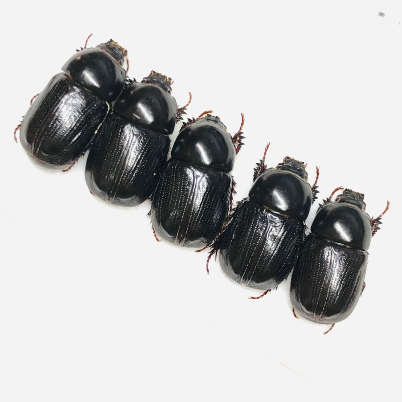 wholesale Dynastidae Heteronychus digitiformis 5pcs A1 from Baise Guangxi 