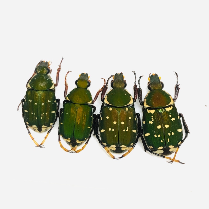 Trichiidae sp 4pcs A1 from Weixi Yunnan No.7094