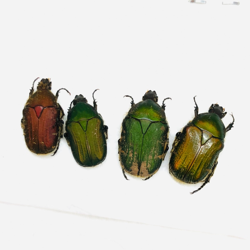 Cetoniidae Oxycetonia sp 4pcs A1 from Weixi Yunnan No.7095