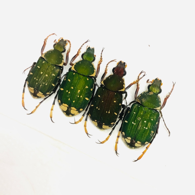 Trichiidae sp 4pcs A1 from Weixi Yunnan No.7089