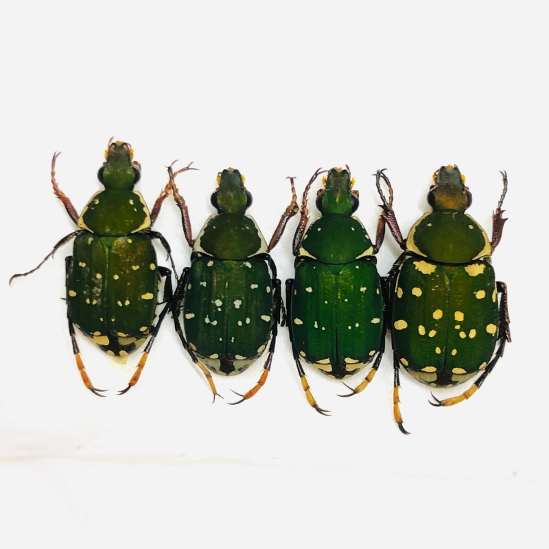 Trichiidae sp 4pcs A1 from Weixi Yunnan No.7090