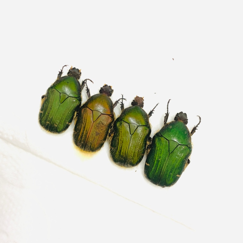 Cetoniidae Oxycetonia sp 4pcs A1 from Weixi Yunnan No.7088