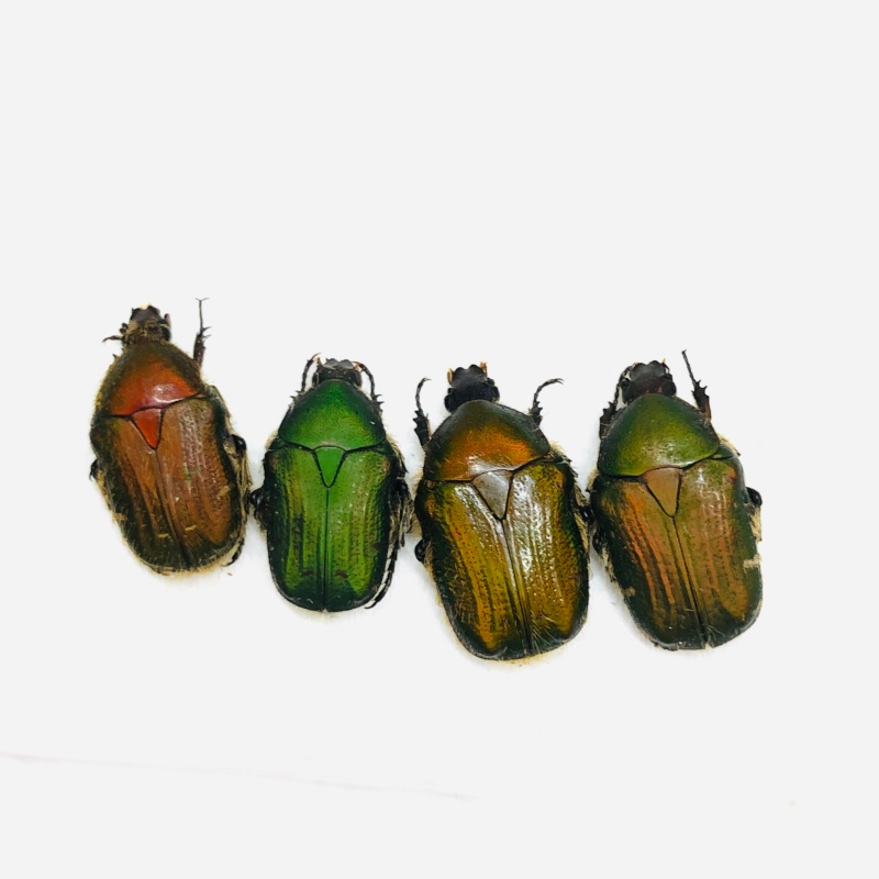 Cetoniidae Oxycetonia sp 4pcs A1 from Weixi Yunnan No.7093