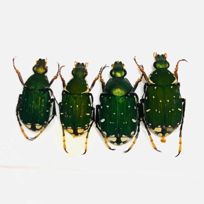 Trichiidae sp 4pcs A1 from Weixi Yunnan No.7091