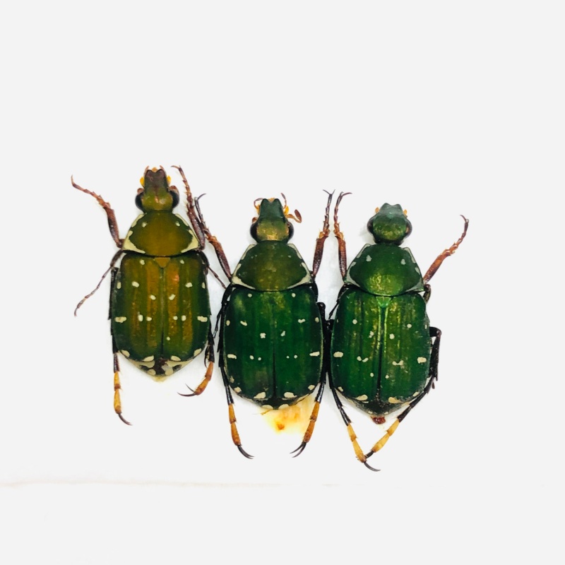 Trichiidae sp 3cs A1 from Weixi Yunnan No.7092
