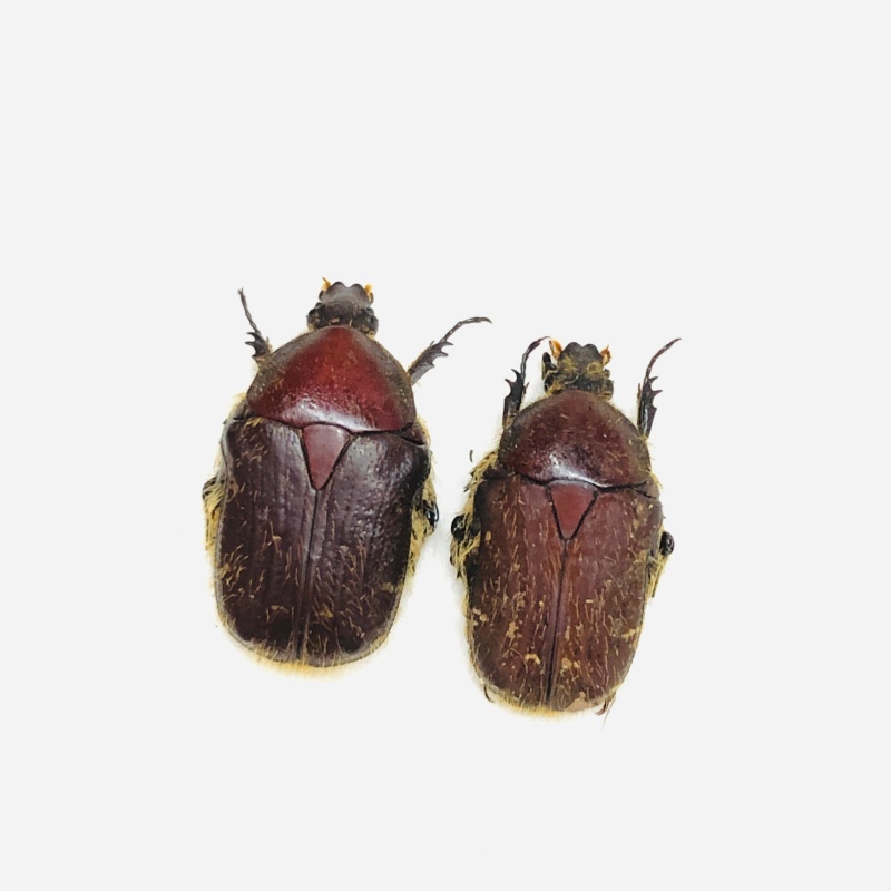 Cetoniidae Oxycetonia sp 2pcs A1 from Weixi Yunnan No.7096