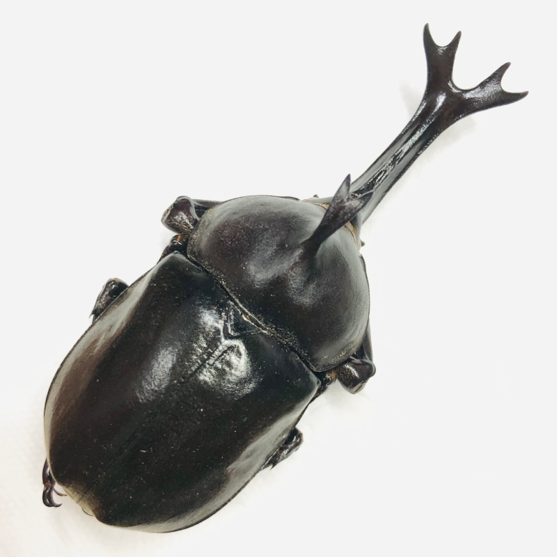 Dynastidae Allomyrina dichotomus 72mm A1 from Disneyland Shanghai No.6865