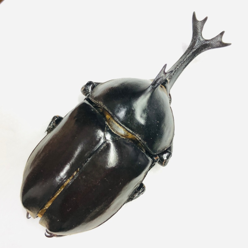 Dynastidae Allomyrina dichotomus 62mm A1 from Disneyland Shanghai No.6875