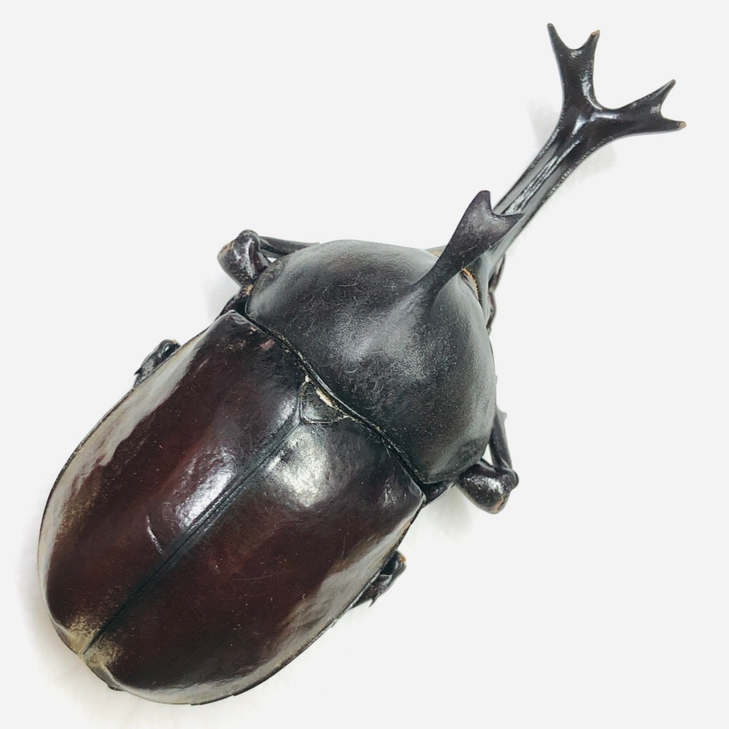 Dynastidae Allomyrina dichotomus 72mm A1 from Disneyland Shanghai No.7422