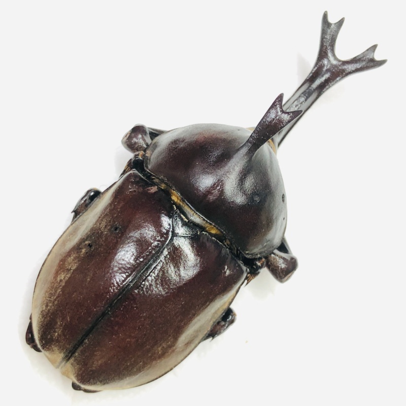 Dynastidae Allomyrina dichotomus 72mm A- from Disneyland Shanghai No.7421
