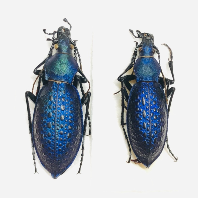 Carabus (Coptolabrus) smaragdinus A1 from Benxi Liaoning No.7543