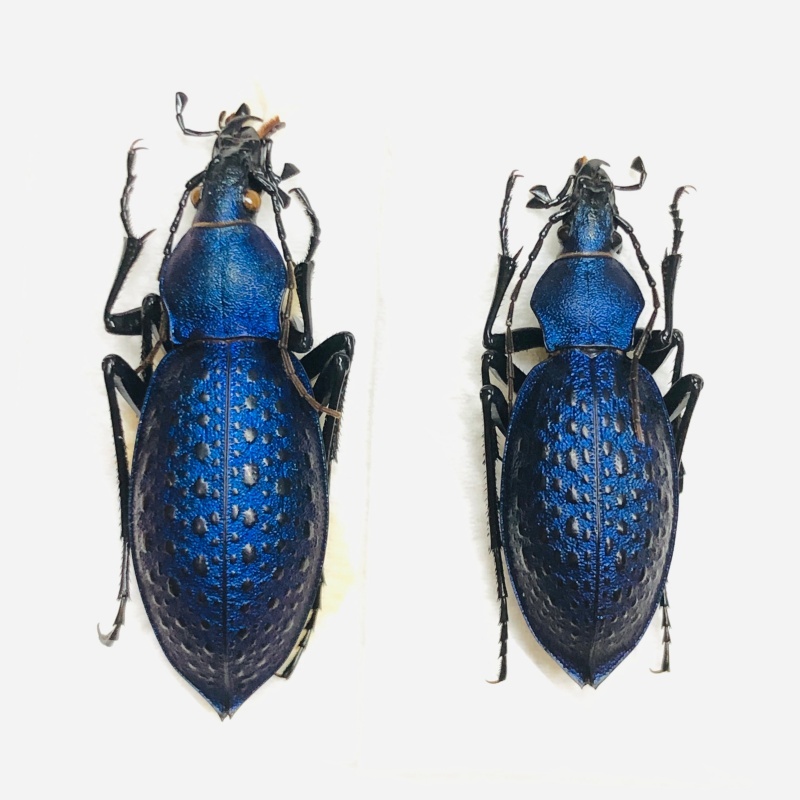 Carabus (Coptolabrus) smaragdinus A1 from Benxi Liaoning No.7544