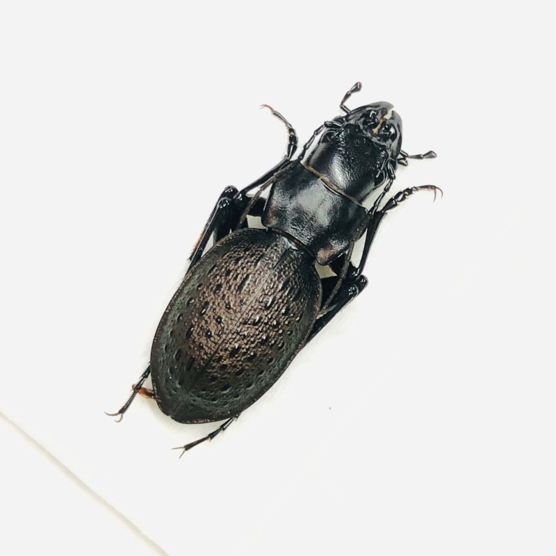 Carabidae Carabus (Acathaicus) alexandrae A1 from Longnan Gansu No.7557